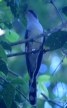 [Pearly-bellied Cuckoo]