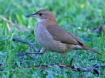 [Pale-breasted Thrush]