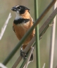 [Rusty-collared Seedeater]