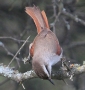 [Stripe-crowned Spinetail]