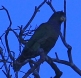 [Scaly-headed Parrot]
