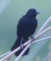 [Unicolored Blackbird]
