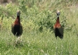 [White-faced Whistling Duck]