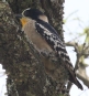 [White-fronted Woodpecker]