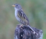 [Wedge-tailed Grass-Finch]