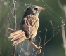 [Wedge-tailed Grass-Finch]