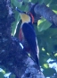 [Yellow-fronted Woodpecker]