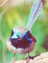 [Variegated Fairy Wren]