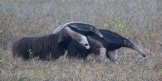 [Giant Anteater with baby]