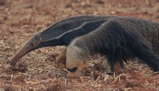 [Giant Anteater]