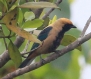 [Burnished-buff Tanager]
