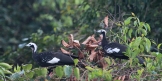 [Blue-throated Piping-Guan]