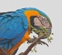 [Blue & Yellow Macaw]