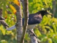 [Curl-crested Jay]
