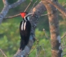 [Crimson-crested Woodpecker]