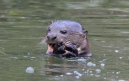 [Giant River Otter]