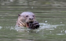 [Giant River Otter]