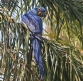 [Hyacinth Macaw]