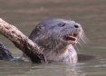 [Neotropic River Otter]