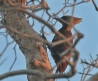 [Pale-crested Woodpecker]