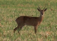 [Pampas Deer]