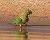 [Peach-fronted Parrot]
