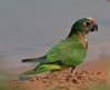 [Peach-fronted Parrot]