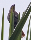 [Point-tailed Palmcreeper]