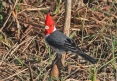 [Red-crested Cardinal]