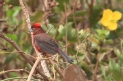 [Red-crested Finch]