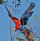 [Red & Green Macaw]