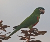 [Red-shouldered Macaw]