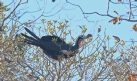[Red-throated Piping-Guan]
