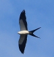 [Swallow-tailed Kite]