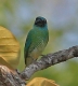 [Swallow Tanager]
