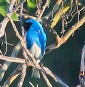 [Swallow Tanager]