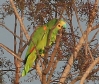 [Turquoise-fronted Parrot]