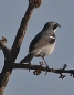 [White-banded Tanager]