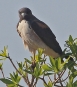 [White-tailed Hawk]