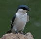 [White-winged Swallow]