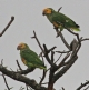 [Yellow-faced Parrot]