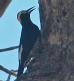 [Yellow-tufted Woodpecker]