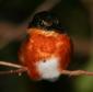 [American Pygmy Kingfisher]