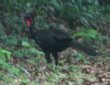 [Crested Guan]