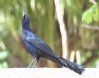 [Great-tailed Grackle]