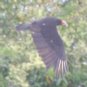 [Lesser Yellow-headed Vulture]