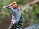 [Ocellated Turkey]