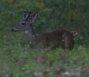 [Red Brocket Deer]