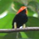 [Red-capped Manakin]