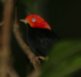 [Red-capped Manakin]